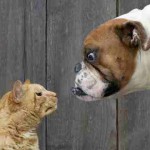 cats-vs-dogs